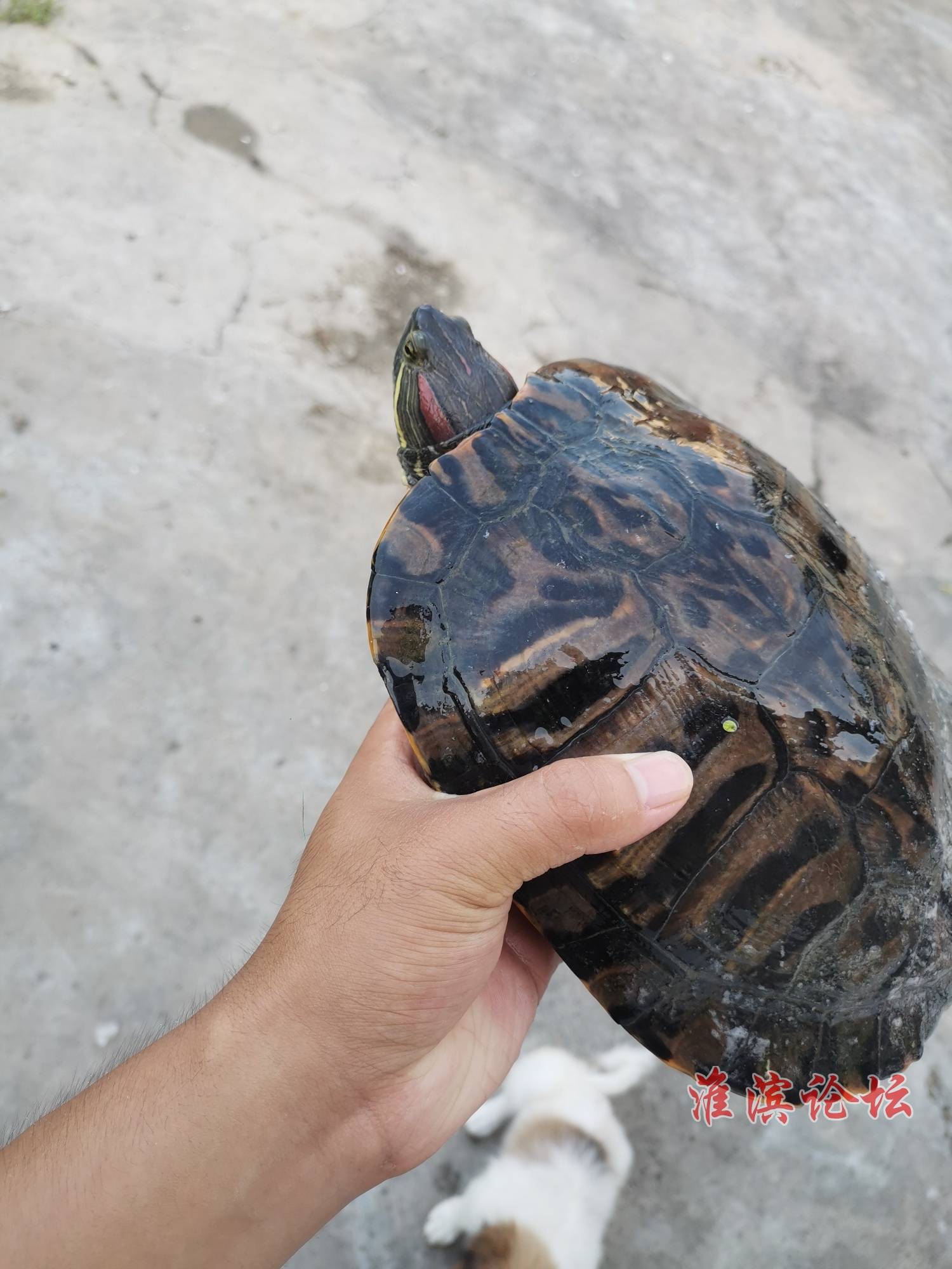 三斤大的巴西龟,有人要吗?我不想养了